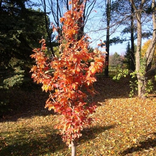Parrotia persica ‘Vanessa’