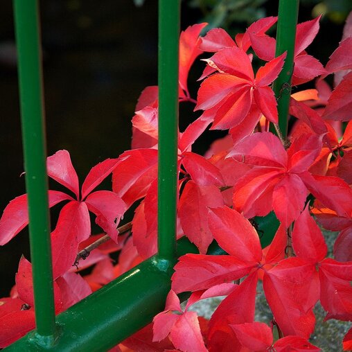 Parthenocissus quinquefolia