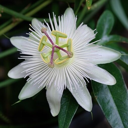 Passiflora wit
