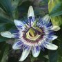 Exotische bloem van de Passiflora caerulea