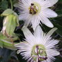 Passiflora wit