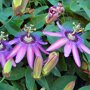 Passiflora paarsroze