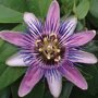 Passiflora paarsroze