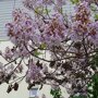 Paulownia tomentosa