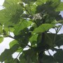 Paulownia tomentosa