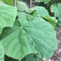 Paulownia tomentosa