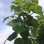 Paulownia tomentosa
