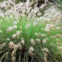 Pennisetum alopecuroides 'Hameln'
