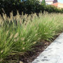 Pennisetum alopecuroides 'Hameln'