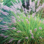 Pennisetum alopecuroides 'Hameln'