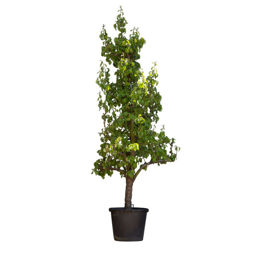 Perenboom 'Conference' oud