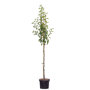 Perenboom 'Doyenne du Comice' halfstam