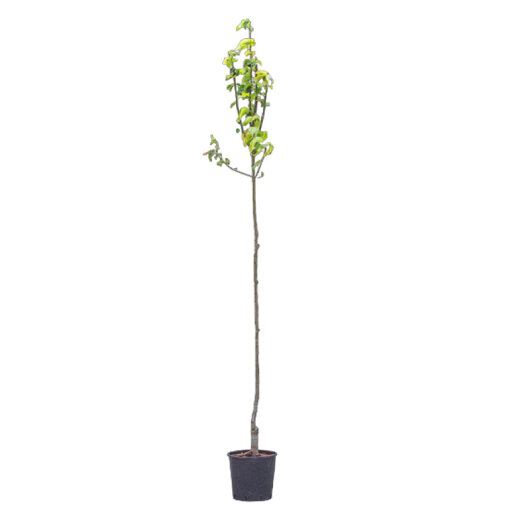 Perenboom 'Doyenne du Comice' hoogstam