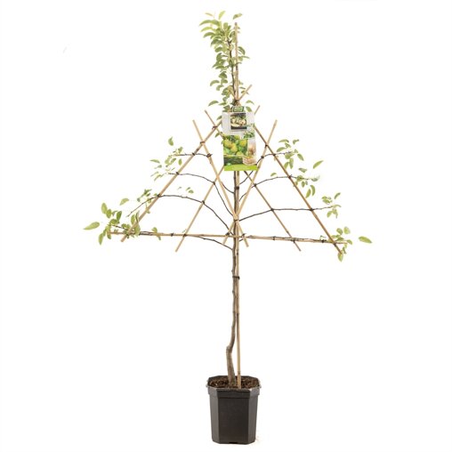 Lei perenboom 'Doyenne du Comice'