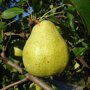 Perenboom 'Doyenne du Comice' vrucht