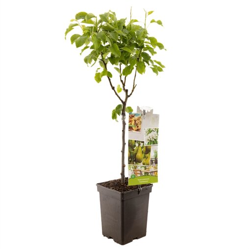 Perenboom 'Conference' patio