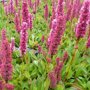 Persicaria affinis 'Kabouter' (duizendknoop)