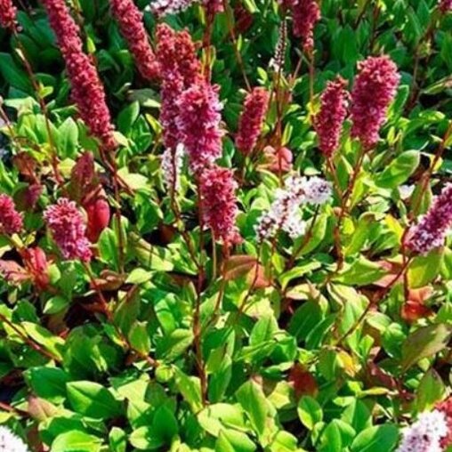 Persicaria affinis 'Kabouter' (duizendknoop)