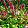 Persicaria affinis 'Kabouter' (duizendknoop)