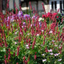 Persicaria amplexicaulis 'Taurus' (duizendknoop)