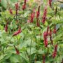 Persicaria amplexicaulis 'Taurus' (duizendknoop)