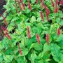 Persicaria amplexicaulis 'Taurus' (duizendknoop)