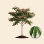 Perzische slaapboom 'Rosea'