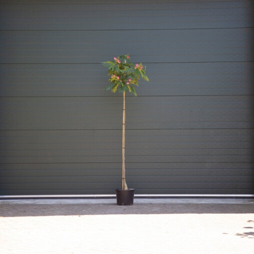 Perzische slaapboom 200 - 225 cm