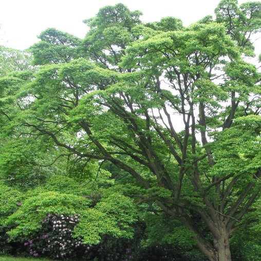 Phellodendron amurense