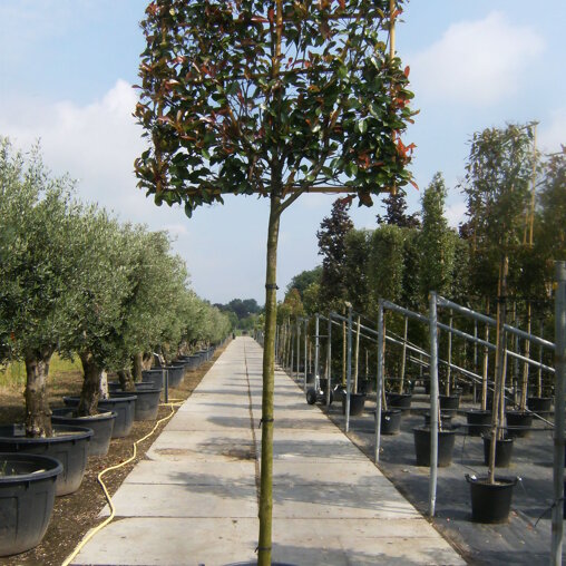 Lei glansmispel (Photinia)
