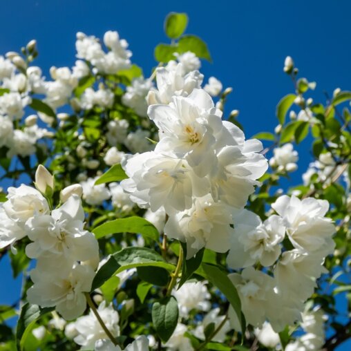 Boerenjasmijn bloemen