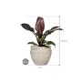 Philodendron 'Imperial Red' in Mediterranean afmeting