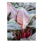 Philodendron 'Imperial Red' in Mediterranean bladeren