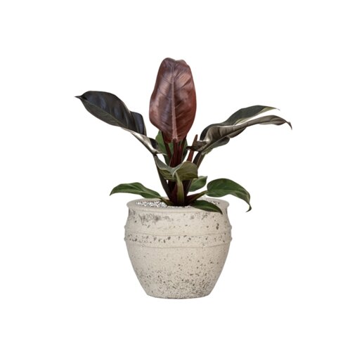 Philodendron 'Imperial Red' in Mediterranean