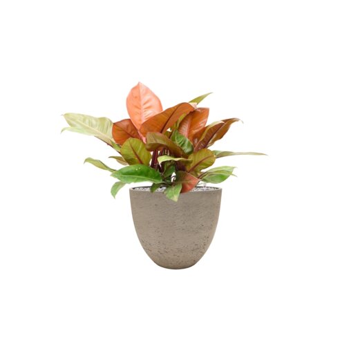 Philodendron 'Prince of Orange' in Rough