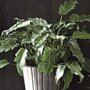 Philodendron 'Xanadu' in pot