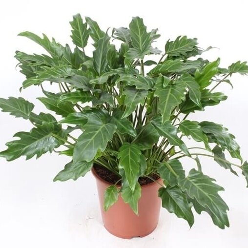 Philodendron 'Xanadu'