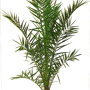 Phoenix 'Canariensis'
