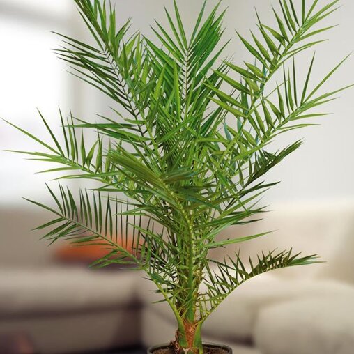 Phoenix 'Canariensis'