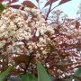 Photinia fraseri 'Little Red Robin' bloemen
