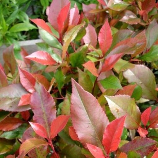 Photinia fraseri 'Little Red Robin' - Tuincentrum.nl