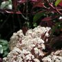 Photinia fraseri 'Red Robin' bloemen
