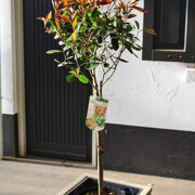 flower plant kalanchoe Kalanchoe blossfeldian Flaming Katy main image 0