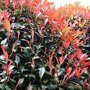 Photinia fraseri 'Red Robin'