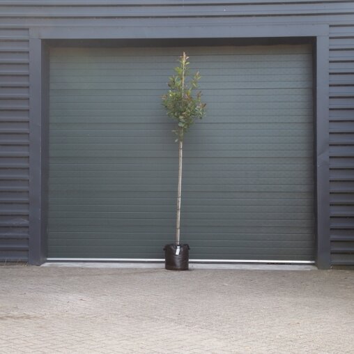 Photonia fraseri 'Red Robin'