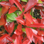 Lei glansmispel (Photinia)