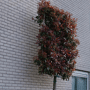 Lei glansmispel (Photinia)