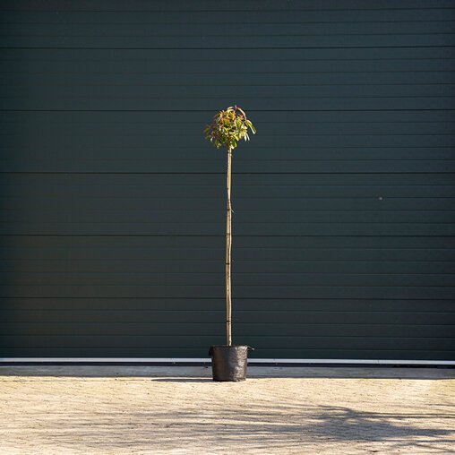 Glansmispel op stam 3 - 6 cm - 180 cm stamhoogte