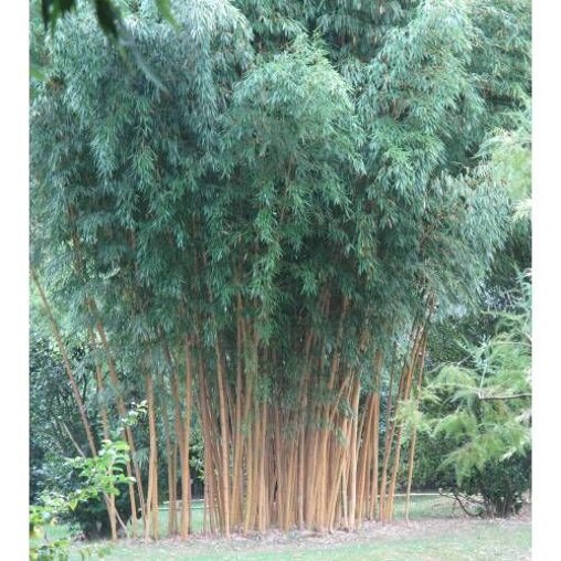 Phyllostachys aurea
