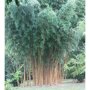 Phyllostachys aurea